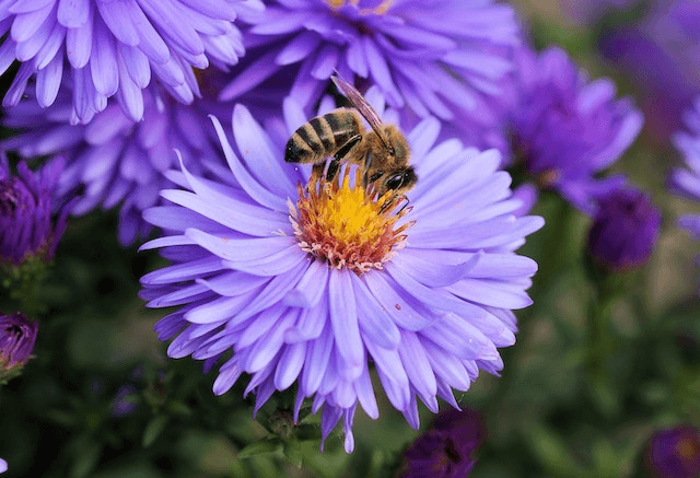 This example removes a bee that had landed on a flower to collect pollen. We simply overlay a 128×128px square area over the bee and fill it with a mild medium-purple petal color. (Source: Pexels.)