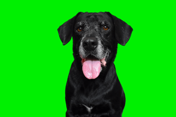 In this example, we upload a PNG image of a dog taken in a chroma key studio and remove the bright green background from it. As we don't know the exact code of the chrome key, we just click on the preview PNG and find the color code rgba(0, 240, 1, 255). We remove this color and also include close color tones in the removal, which are within 30% of the green hue. (Source: Pexels.)