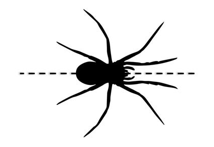 In this example, the input PNG file is a drawing of the southern black widow spider that has vertical symmetry. When we apply the vertical flip operation on it, it flips but visually doesn't change.