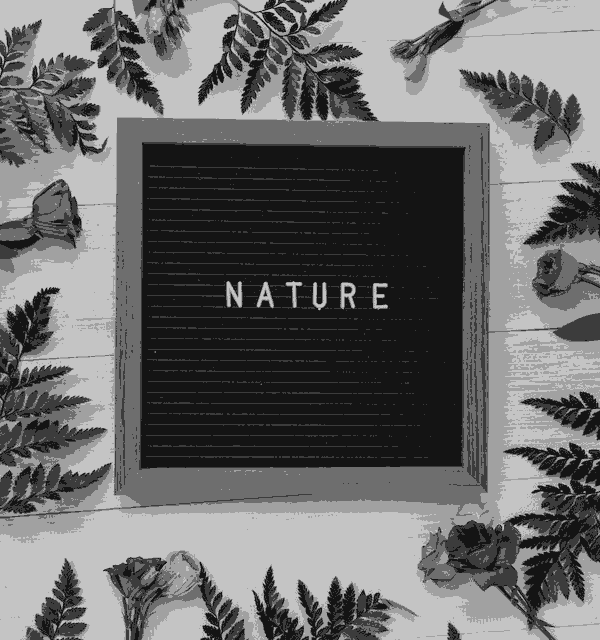 This example posterizes a blackboard with the word "Nature" on it. The blackboard is surrounded by green fern leaves and violet flowers. The example turns on the grayscale option to get a poster created from just five gray tones. (Source: Pexels.)