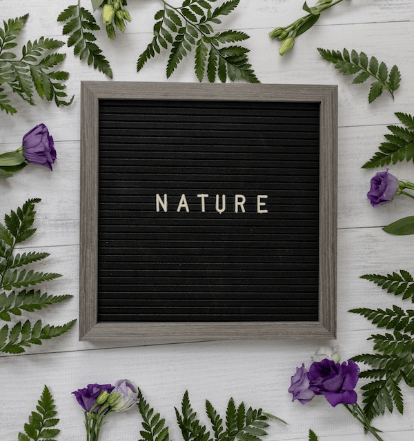 This example posterizes a blackboard with the word "Nature" on it. The blackboard is surrounded by green fern leaves and violet flowers. The example turns on the grayscale option to get a poster created from just five gray tones. (Source: Pexels.)