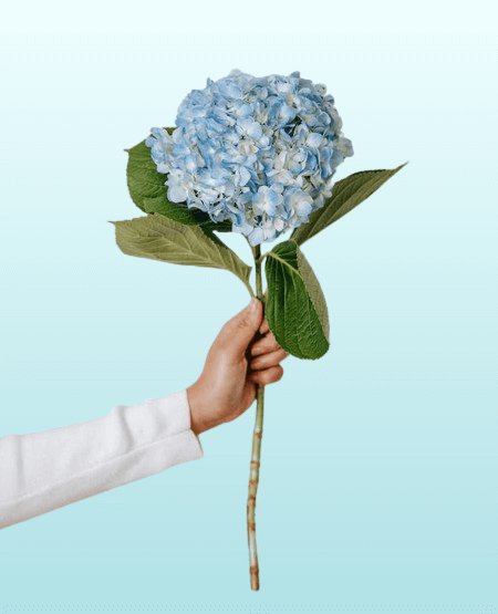 In this example, we delete the alpha channel around a hortensia flower in a PNG image. The transparent regions containing the alpha channel get replaced with a linear gradient that transitions smoothly from the bottom to the top and consists of two colors: powder blue and azure. (Source: Pexels.)