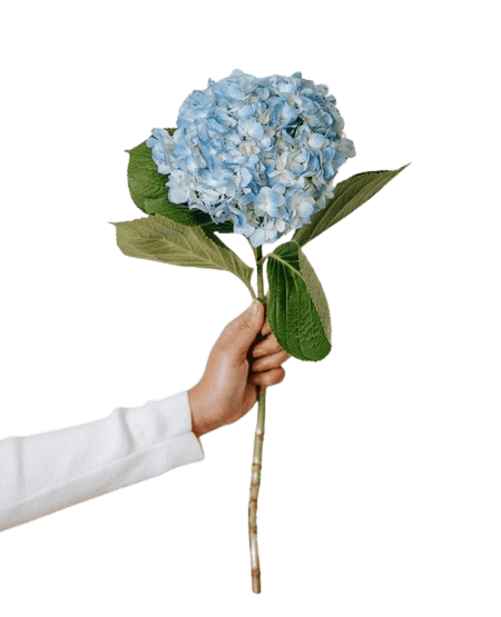 In this example, we delete the alpha channel around a hortensia flower in a PNG image. The transparent regions containing the alpha channel get replaced with a linear gradient that transitions smoothly from the bottom to the top and consists of two colors: powder blue and azure. (Source: Pexels.)
