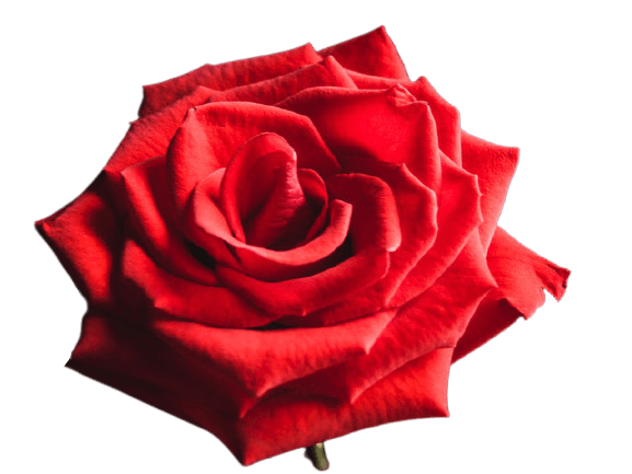 In this example, we overlay the blue color filter on top of a red rose and get a blue rose. This PNG image has no background, so only the opaque pixels change their color (all transparent pixels don't change and remain transparent). We set the overlay color to blue and get a new PNG of an unusual blooming blue rose. (Source: Pexels.)