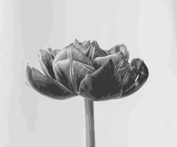 This example enables the "Grayscale Quantization" option that first turns a PNG of a blue flower into a black and white flower and only then it quantizes the image using five gray color tones. (Source: Pexels.)
