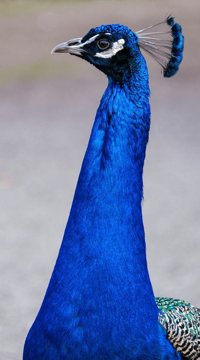 In this example, we turn a PNG photo of a majestic blue peacock into a circular stamp. This stamp was created for the zoo where this unique peacock lives and it serves as a unique brand mark on the entrance tickets. To create the stamp, we used the crop tool and instead of converting the entire PNG, we selected only a circular region (580×580 pixels) focused on the bird's head. To enhance the design, we added a rippled round border and colored the stamp with a vibrant blue shade selected from the peacock's feathers. (Source: Pexels.)