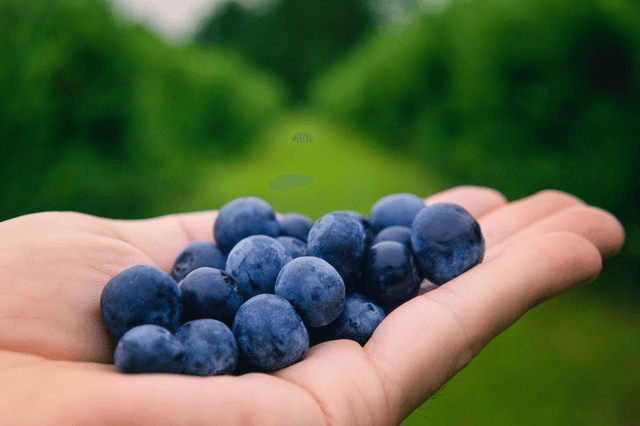 In this example, we add JPEG artefacts to a rectangular area of a PNG photo with blueberries. We enter the artefact level equal to 95% and get a PNG with rough square pixels in the middle of the photo. (Source: Pexels.)