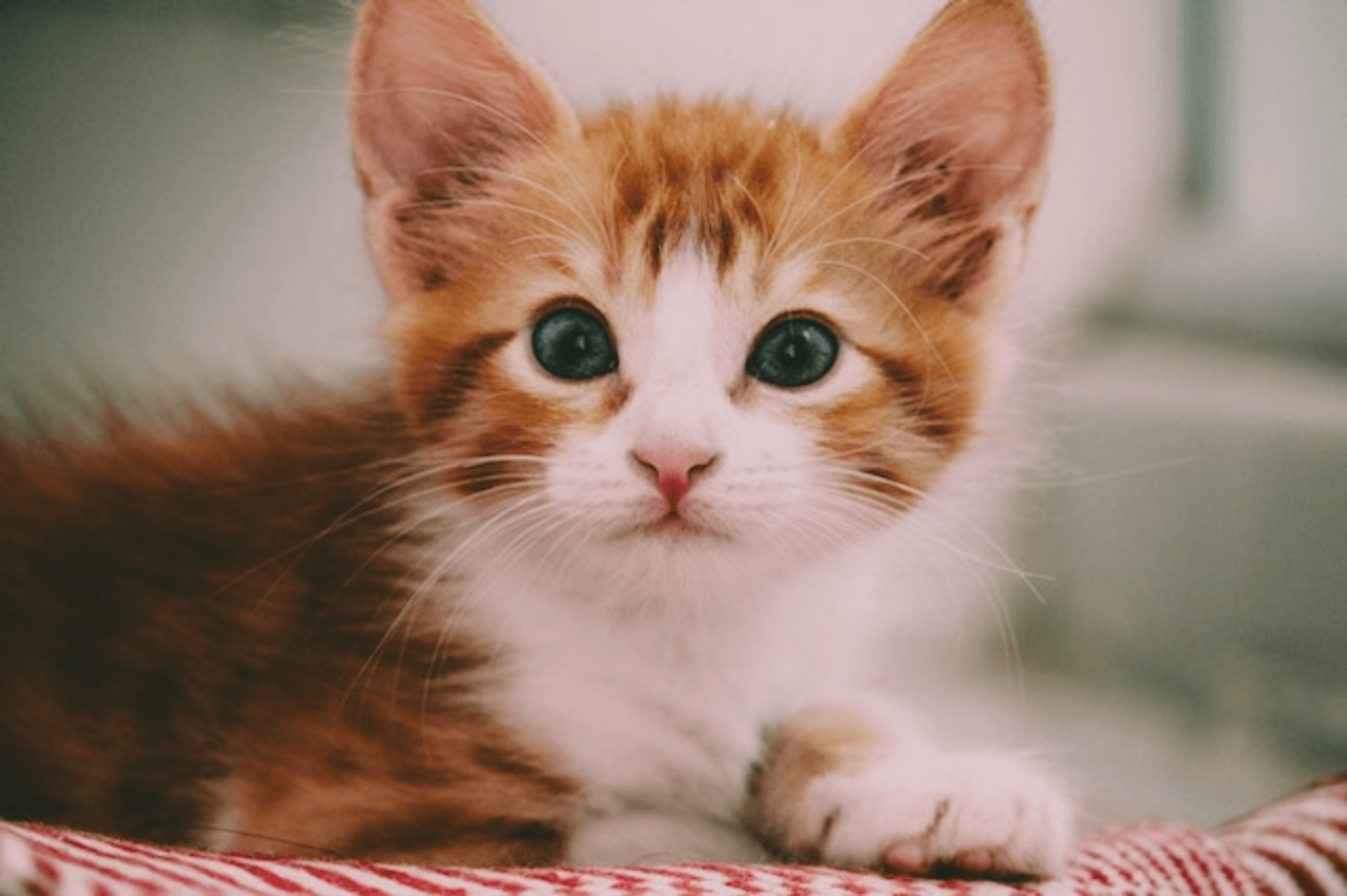 In this example, we upscale a kitten PNG by a factor of two. The width, which was 640px, is multiplied by two and becomes 1280px; and the height, which was 426px, becomes 852px. We also apply the pixel smoothing filter to keep the cute cat's face as cute as ever. (Source: Pexels.)