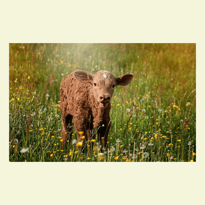 In this example, we place a PNG of a cute brown calf on a larger square canvas. We select the "Center Inside Canvas" mode to keep the original PNG as-is and only center it. Since the new canvas is bigger (680x680 pixels), padding appears around the calf, and we fill it with a beige background color. (Source: Pexels.)