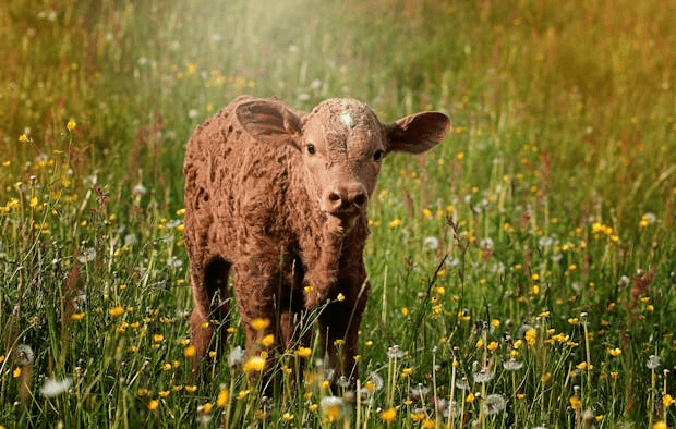 In this example, we place a PNG of a cute brown calf on a larger square canvas. We select the "Center Inside Canvas" mode to keep the original PNG as-is and only center it. Since the new canvas is bigger (680x680 pixels), padding appears around the calf, and we fill it with a beige background color. (Source: Pexels.)