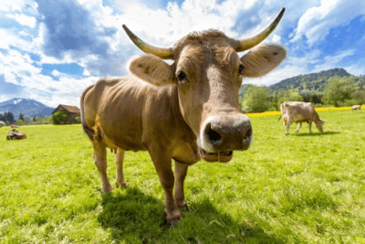 In this example, we slowly reveal a funny image of a cow staring straight at the camera using a playful animation. We select the "Mosaic Transition" animation style, which breaks the PNG into equally sized blocks, then randomly reveals several blocks per frame. This creates a puzzle-like effect as the image gradually assembles itself. The animation lasts 5 seconds and contains 50 frames. It loops infinitely (restarts once the cow is shown) and uses red as the transparency color for the GIF, since that shade doesn't appear in the image. (Source: Pexels.)