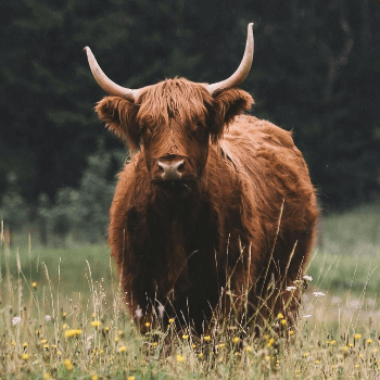 In this example, we cut a PNG image, focusing on a single object. We use a square cut, 350 by 350 pixels, to isolate one brown Highland cattle (on the left side) from its surroundings. (Source: Pexels.)