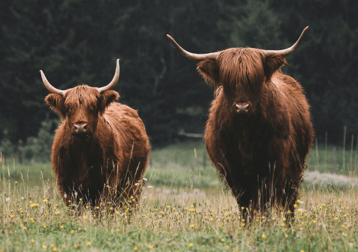 In this example, we cut a PNG image, focusing on a single object. We use a square cut, 350 by 350 pixels, to isolate one brown Highland cattle (on the left side) from its surroundings. (Source: Pexels.)