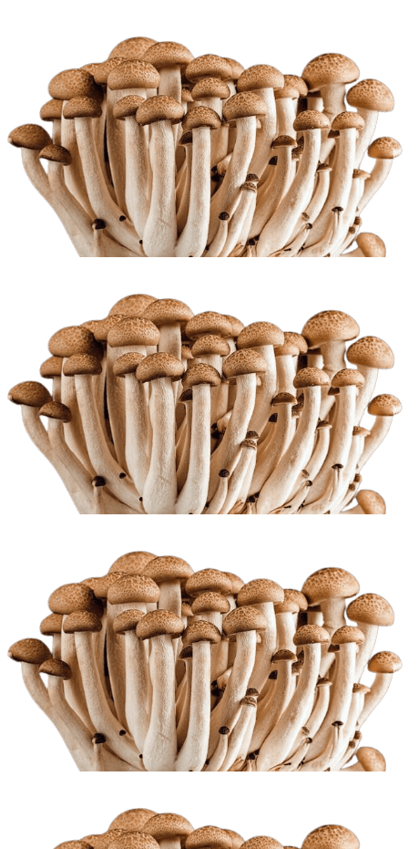 In this example, we upload a PNG image of mushrooms with a transparent background and turn it into a vertical strip of 3.3 images. To do this, we generate 1 column, use a transparent fill color for the background, and also activate the option to crop the partial PNG to get rid of the extra space at the bottom. (Source: Pexels.)