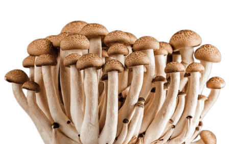 In this example, we upload a PNG image of mushrooms with a transparent background and turn it into a vertical strip of 3.3 images. To do this, we generate 1 column, use a transparent fill color for the background, and also activate the option to crop the partial PNG to get rid of the extra space at the bottom. (Source: Pexels.)