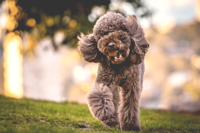 This example makes a PNG image of a brown happy poodle brighter. It increases the amount of light in the entire 640×426 PNG and returns a new image with a brightness of 120%.
