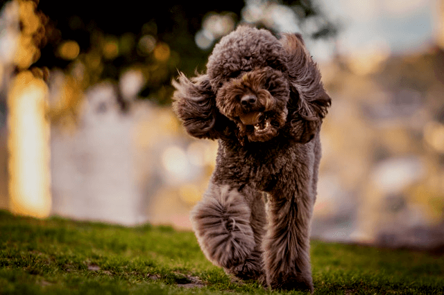 This example makes a PNG image of a brown happy poodle brighter. It increases the amount of light in the entire 640×426 PNG and returns a new image with a brightness of 120%.