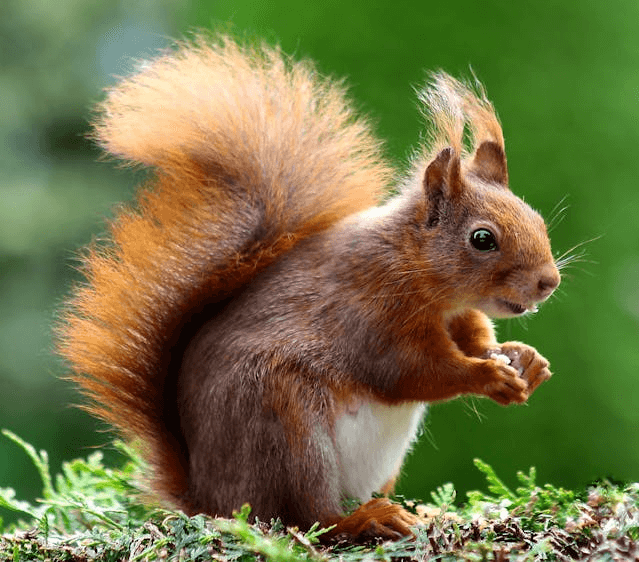 In this example, we convert a PNG image of a brown squirrel into colorful blocks with a size of 5×5 pixels. Because the blocks are quite small compared to the size of the image, the output PNG maintains the squirrel's details very well. Additionally, we add a 1-pixel gap between the blocks with a black background, creating a unique block effect. (Source: Pexels.)