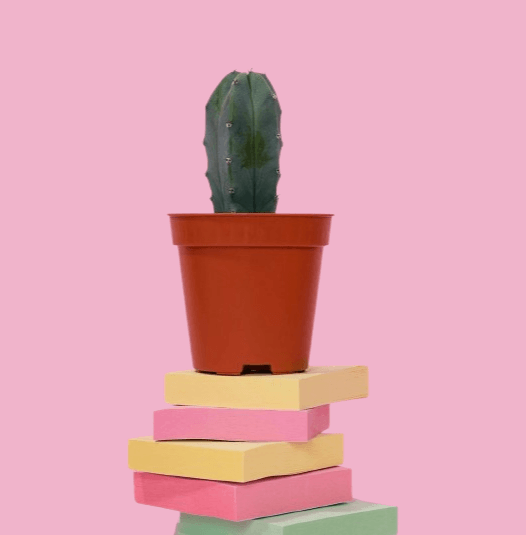 In this example, we upload a PNG of a cactus with a solid pink background as input. To move the cactus from the left position to the center position, we activate the horizontal centering option and specify the exact background shade (soft pink #f0b4cb) used in the PNG in the options. (Source: Pexels.)