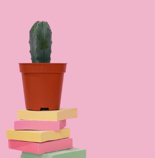 In this example, we upload a PNG of a cactus with a solid pink background as input. To move the cactus from the left position to the center position, we activate the horizontal centering option and specify the exact background shade (soft pink #f0b4cb) used in the PNG in the options. (Source: Pexels.)