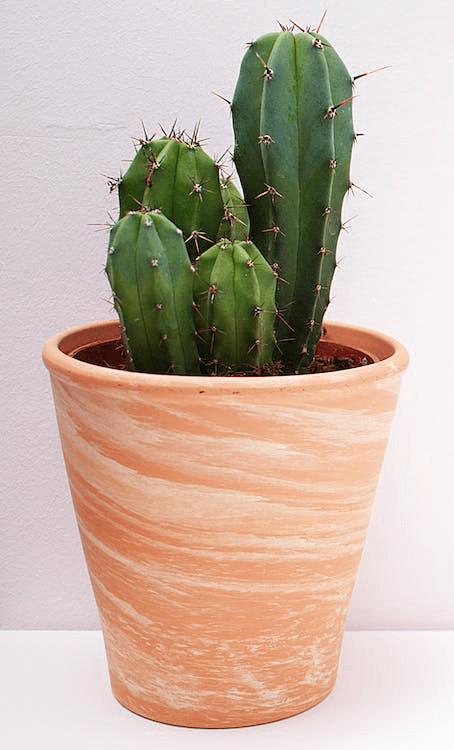 In this example, we convert a PNG image of a green cactus in a tan-colored vase to a pure black-and-white image. In the output PNG, the cactus is now black and the vase is white. (Source: Pexels.)