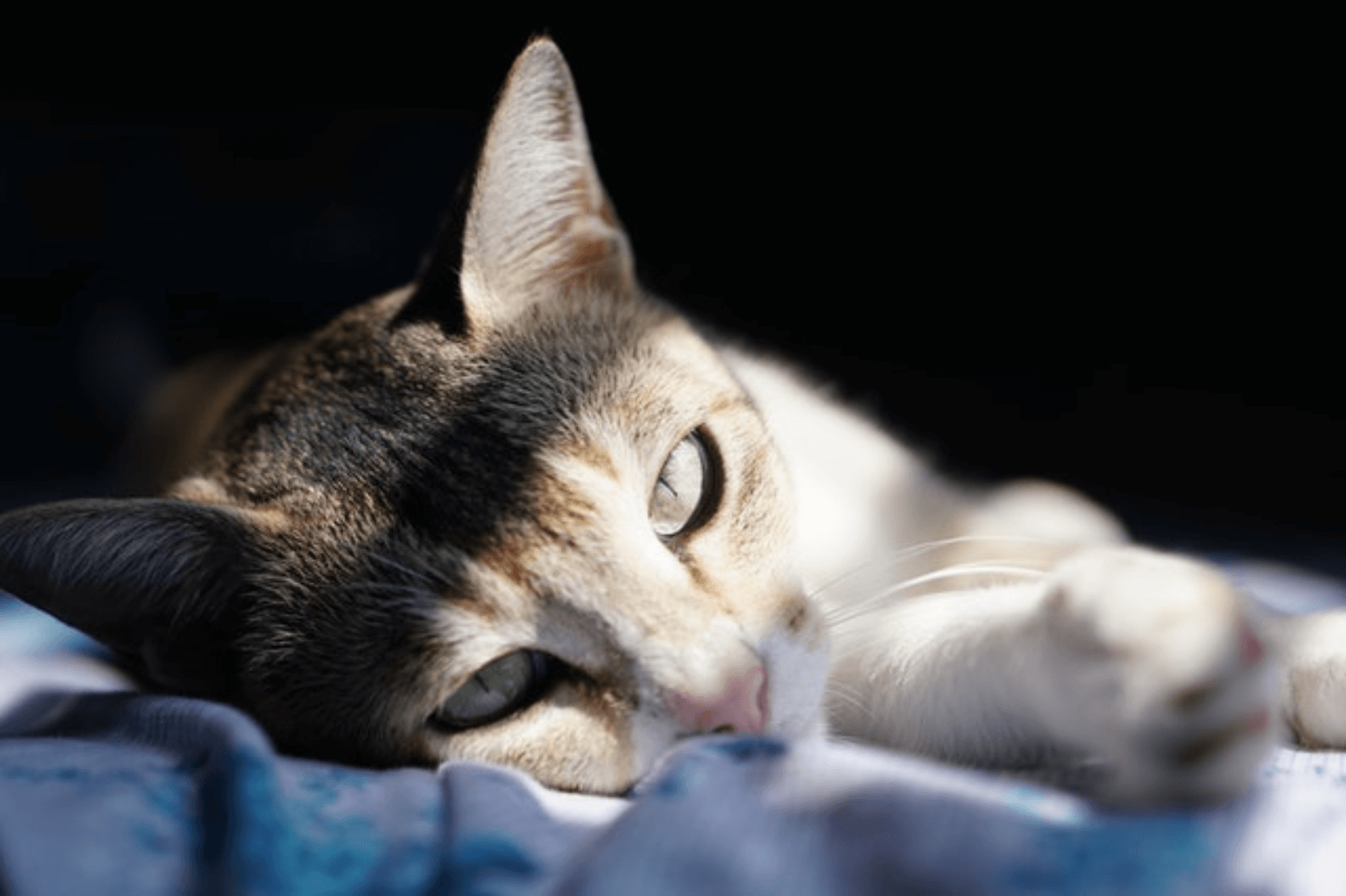 In this example, we zoom in a PNG image of a cat laying in sunlight and make the entire image 2.5 times larger. We set the zoom percentage to 250% (which is 2.5x) and we get a 1600 by 1065 pixel PNG with smooth pixels. (Source: Pexels.)