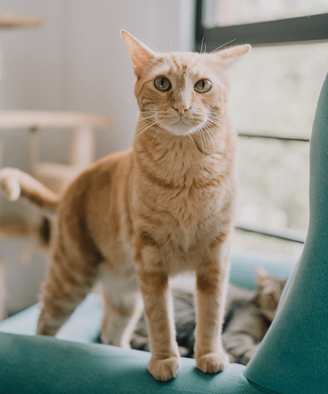 This example creates a dithered 3-bit (8-color) grayscale PNG photo of an orange-furred cat standing on an armchair. It uses the "False Floyd Steinberg" algorithm but before it's applied, all color pixels are turned into grayscale pixels. (Source: Pexels.)