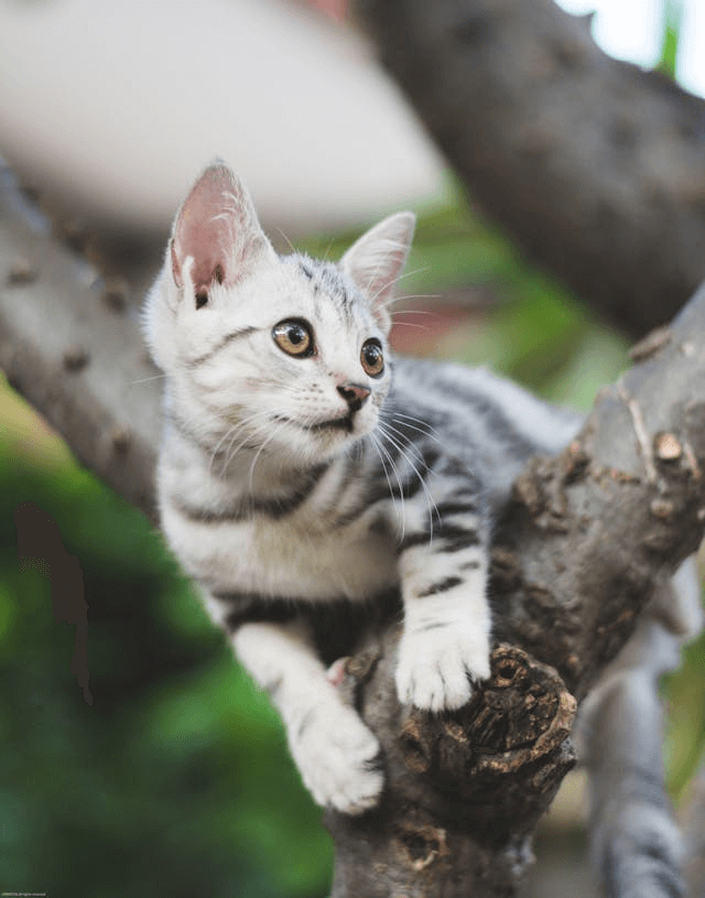 In this example, we remove the empty space around a PNG image of a cat sitting on a tree branch. We use the options to specify the exact number of pixels to remove (60 pixels from each side) to eliminate the unnecessary white borders along all edges. (Source: Pexels.)