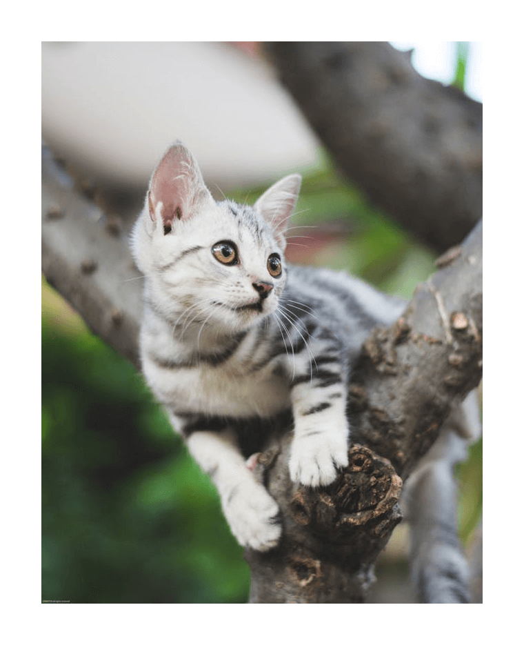 In this example, we remove the empty space around a PNG image of a cat sitting on a tree branch. We use the options to specify the exact number of pixels to remove (60 pixels from each side) to eliminate the unnecessary white borders along all edges. (Source: Pexels.)