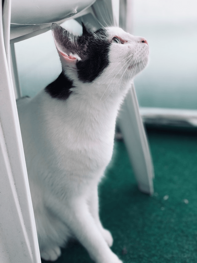In this example, we slant a PNG photo of a cat beneath a chair horizontally. We set the slant angle to 10 degrees, which makes the PNG to be tilted to the right. We also fill the empty space (right angle triangles) on the left and right sides with the powderblue color. (Source: Pexels.)