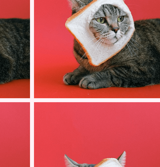 In this example, we simultaneously apply both the vertical and horizontal shifts on a PNG photo of a cat who got a slice of bread stuck on its head. The horizontal shift offsets 0.2 parts of the width and the vertical shift offsets 0.4 parts of the height. We also add a 16-pixel border of the lavenderblush color along the edges of shifted quartiles. (Source: Pexels.)