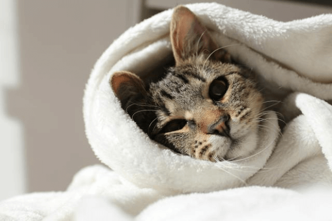 In this example, we load a PNG image of a cat wrapped in a blanket to find its dimensions. The PNG is landscape-oriented and has a width of 660 pixels and a height of 440 pixels. We also discover that this PNG has a common aspect ratio of 3:2 and an optimized size of 118.39kb. (Source: Pexels.)