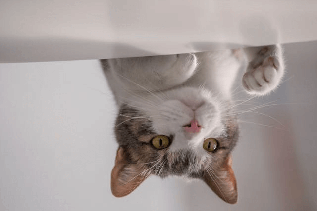 In this example, we upload a PNG image of a cat curiously looking onto a table. We select the "Reverse PNG Vertically" mode and flip the PNG from top to bottom, resulting in a version of the image where the cat appears to be sitting on the table and looking playfully under the table. (Source: Pexels.)