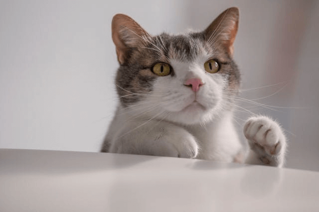 In this example, we upload a PNG image of a cat curiously looking onto a table. We select the "Reverse PNG Vertically" mode and flip the PNG from top to bottom, resulting in a version of the image where the cat appears to be sitting on the table and looking playfully under the table. (Source: Pexels.)