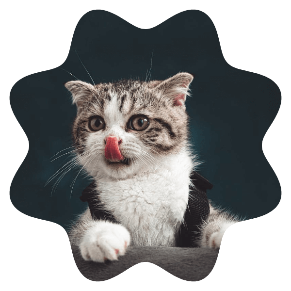 In this example, we're working on a social media page of our charming cat. We took a picture of her when she was licking her nose and now we convert it into a unique wavy avatar in PNG format (with transparent edges). To create the avatar, we select a square area of 600x600 pixels, which fits most social media profile picture requirements. Then, we select 8 waves with a moderate amplitude of 0.2 (making each wave height 60 pixels – 20% of the radius). Additionally, we set the wave phase shift angle to 180 degrees so that the top wave starts at a trough, resulting in two symmetrical half-waves on each side of the PNG. (Source: Pexels.)