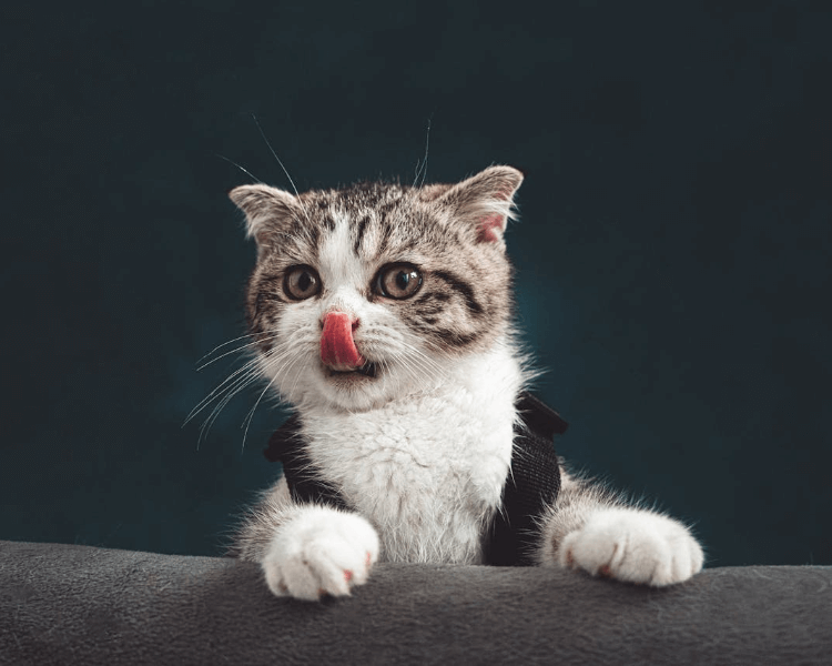 In this example, we're working on a social media page of our charming cat. We took a picture of her when she was licking her nose and now we convert it into a unique wavy avatar in PNG format (with transparent edges). To create the avatar, we select a square area of 600x600 pixels, which fits most social media profile picture requirements. Then, we select 8 waves with a moderate amplitude of 0.2 (making each wave height 60 pixels – 20% of the radius). Additionally, we set the wave phase shift angle to 180 degrees so that the top wave starts at a trough, resulting in two symmetrical half-waves on each side of the PNG. (Source: Pexels.)