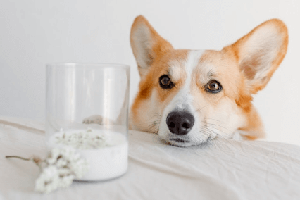 In this example, we load a PNG photo of a cute Corgi and reduce its size by one-third or 33.3%. The original Corgi is at 100% and to get a new size, we set the downscaling percentage option equal to 66.6%. We also use the bicubic pixel smoothing method to keep the output photo pretty. (Source: Pexels.)