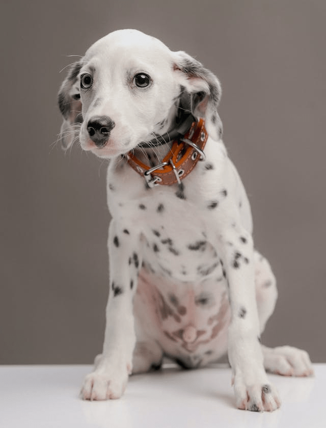 In this example, we perform a full color and pixel analysis on a PNG image of a Dalmatian. We find that the PNG consists of 537,600 pixels, of which only 256 have unique colors. Furthermore, it has 1,264 grayscale pixels but all of them have the same one unique grayscale tone. We also print a list with the 10 most popular opaque colors in the PNG, together with their count. As the PNG has no transparency, the list of transparent colors is absent. (Source: Pexels.)