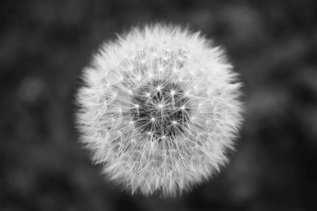 In this example, we're working with a horizontal PNG image of a dandelion and we want to place it in a samaller vertical rectangle. To do it, we enable the zoom fit mode, which means that the program fills the new rectangle as much as possible and crops the edges that don't fit. (Source: Pexels.)