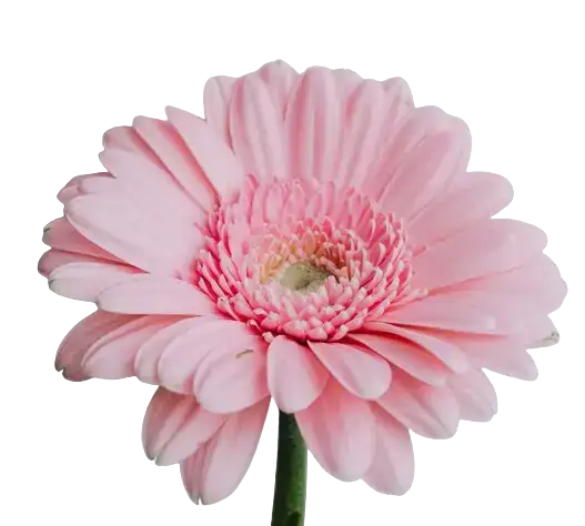In this example, we isolate only the alpha channel of the RGBA color model from a PNG image of a gerbera flower. The alpha channel shows the transparency and opacity of the PNG's pixels, using black for opaque regions and transparent for transparent regions. (Source: Pexels.)