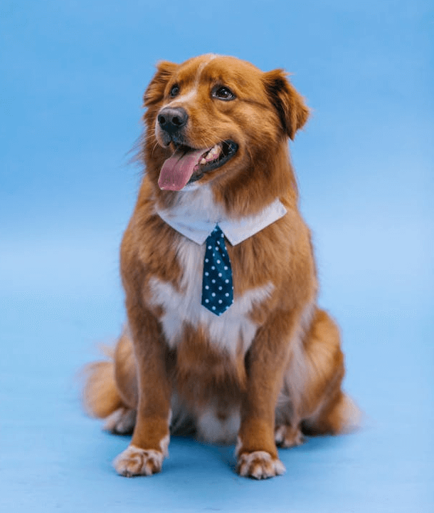 In this example, we divide the PNG image of a brown dog into blocks of 100×100 pixels and randomize their positions. In the input preview area, the blocks are divided with black dashed lines, and the incomplete blocks on the right and bottom are removed. We randomize 100% of the blocks in both rows and columns, creating a scrambled puzzle of the original dog. (Source: Pexels.)