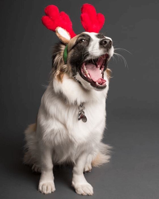 In this example, we upload a funny PNG image of a dog with a reindeer headband and split it into large pixel blocks, creating a pixelation effect. To do it, we set the block size to 20 pixels, creating a tiled PNG with a tile size of 20×20 pixels. To keep blocks in place, we select the "Do Not Sort" mode. (Source: Pexels.)