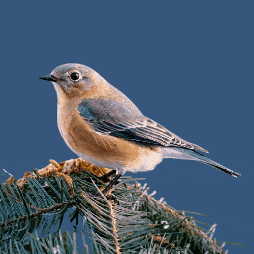 This example converts a transparent PNG sticker of a bluebird to a non-transparent GIF by filling all transparent areas with a solid background color. The specified color "rgb(54, 87, 123)" is used to fill transparent areas, converting the GIF to a fully opaque one. (Source: Pexels.)