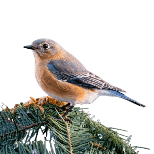 This example converts a transparent PNG sticker of a bluebird to a non-transparent GIF by filling all transparent areas with a solid background color. The specified color "rgb(54, 87, 123)" is used to fill transparent areas, converting the GIF to a fully opaque one. (Source: Pexels.)
