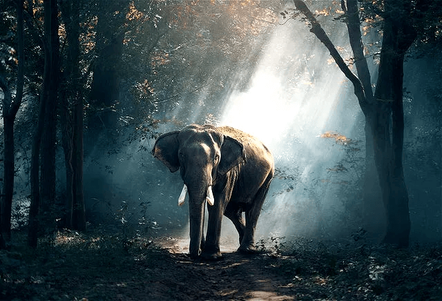 In this example, we create a near HD quality PNG with a big elephant. To achieve the optimal ratio of color saturation and HD realism in the photo, we set the quality to 170%. The difference between the original photo (of quality 100%) and the HD quality (at 170%) is obvious. (Source: Pexels.)