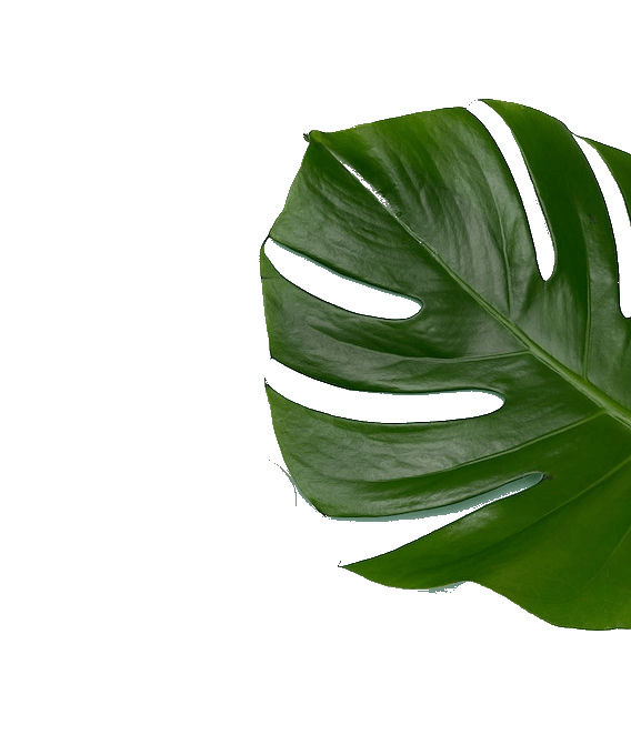In this example, we extract the monstera leaf from a PNG image. We select the desired color by clicking on the leaf in the input preview area and set the leaf's color threshold to 35% because it has many shades of green color. In the output, we get only the green leaf and it's painted on a transparent background. (Source: Pexels.)