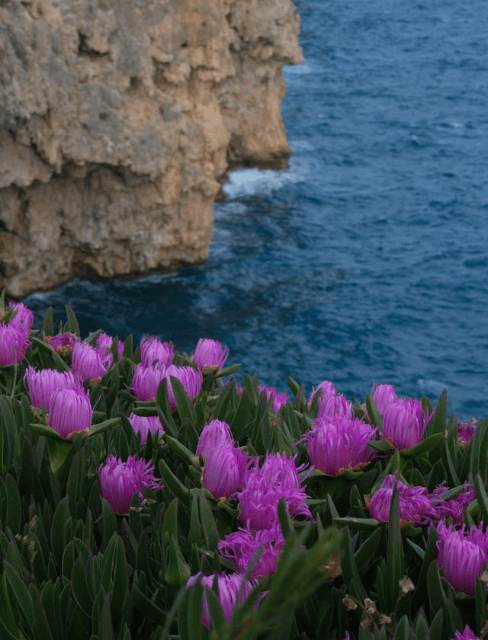 In this example, we extract the hue channel from a coastal landscape PNG and visualize the distribution of base colors in the image. The extracted hue data clearly segments various objects in the image. It highlights purple hues in the foreground flowers, green hues in their leaves, aqua tones in the ocean, and yellow-orange hues in the rocky background. Because only the hue component is shown, the output displays the color type regardless of how saturated or bright each area is. (Source: Pexels.)