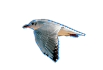 In this example, we add a stroke to a flying seagull on a transparent PNG. We set the border color to steel blue and make it 4px thick. We also activate the stroke smoothing option so that the pixels around the seagull are anti-aliased and without rough edges. (Source: Pexels.)
