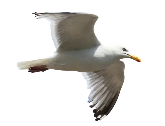In this example, we use the alpha mask generator to highlight the refined pixels around a flying white gull. To achieve this, we set the orange color for transparent and opaque pixels but use a different color, black, for semi-transparent pixels. As a result, we obtain an outline of the bird, which was originally semi-transparent in the input PNG. (Source: Pexels.)