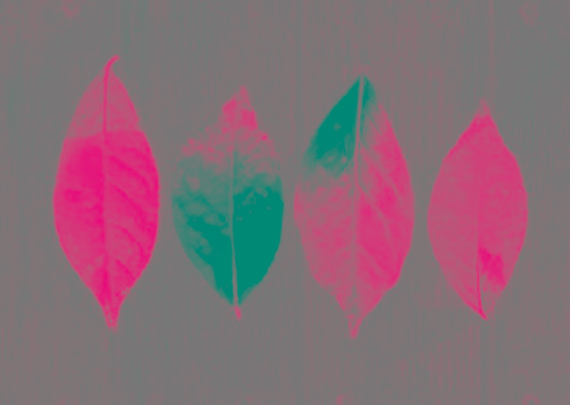 In this example, we extract only the A channel from a PNG photo of four autumn leaves. As you can see, the leaves contain different hues – red, orange, yellow, and light green. Since the A channel maps the green-red axis of LAB color space, we can clearly observe how certain leaf regions lean toward red (pink tones) and others toward green (cyan tones). This separation reveals hidden color relationships that are not as obvious in the original PNG. (Source: Pexels.)